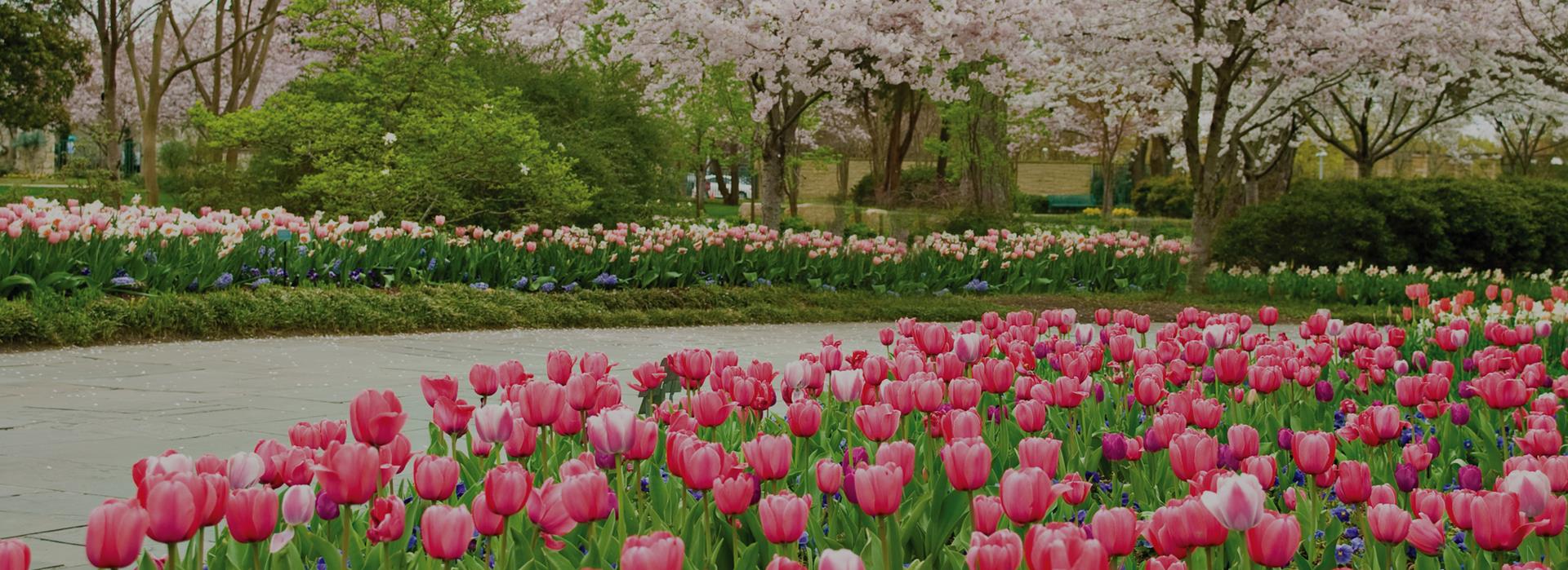 Dallas Blooms A World Of Flowers